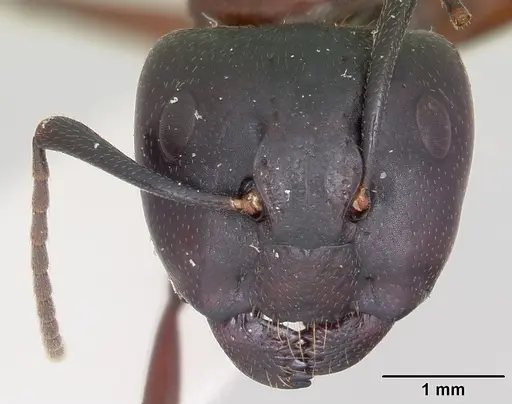 Camponotus novaeboracensis specimen CASENT0103348 image casent0103348_2