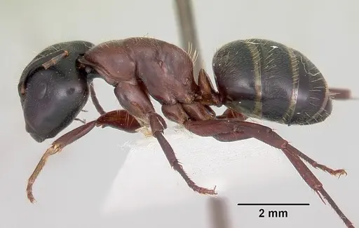 Camponotus novaeboracensis specimen CASENT0103348 image casent0103348_3