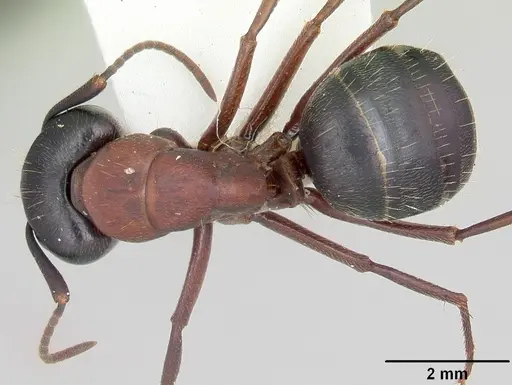 Camponotus novaeboracensis specimen CASENT0103349 image casent0103349_1