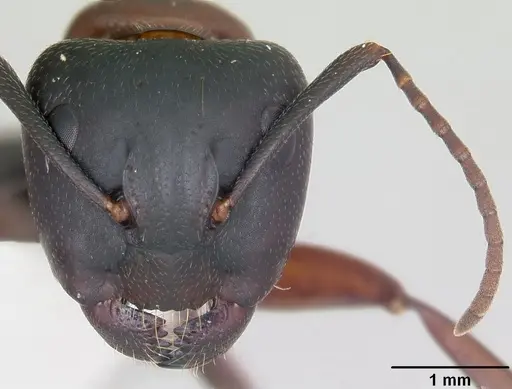 Camponotus novaeboracensis specimen CASENT0103349 image casent0103349_2