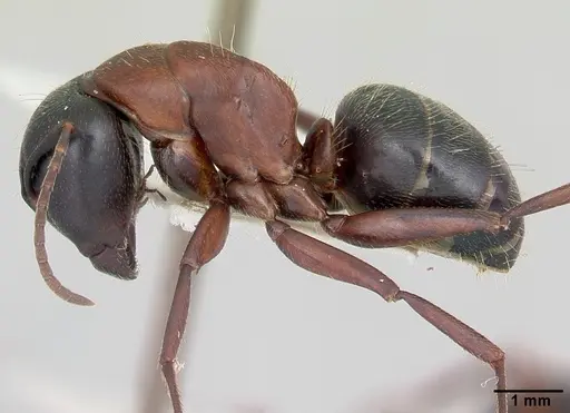 Camponotus novaeboracensis specimen CASENT0103349 image casent0103349_3