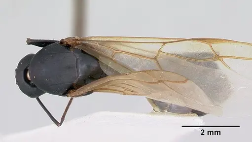 Camponotus novaeboracensis specimen CASENT0103350 image casent0103350_1