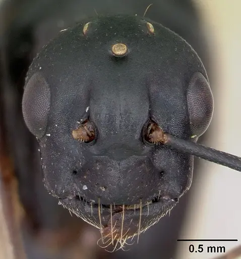 Camponotus novaeboracensis specimen CASENT0103350 image casent0103350_2