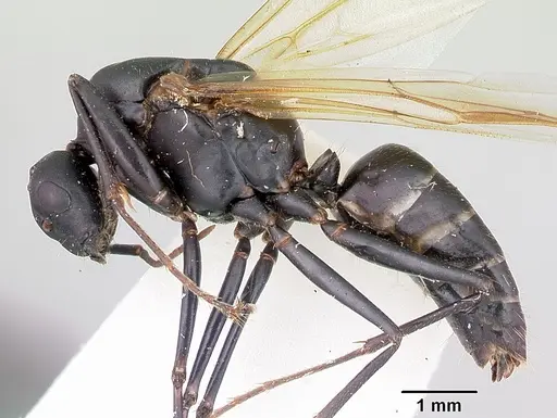 Camponotus novaeboracensis specimen CASENT0103350 image casent0103350_3