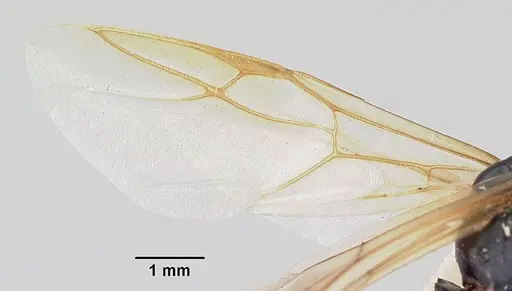 Camponotus novaeboracensis specimen CASENT0103350 image casent0103350_4
