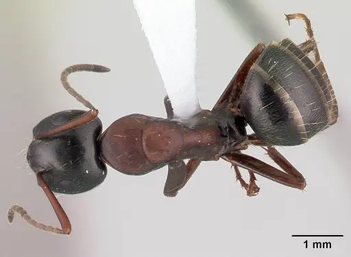 Camponotus novaeboracensis specimen CASENT0179612 image casent0179612_1