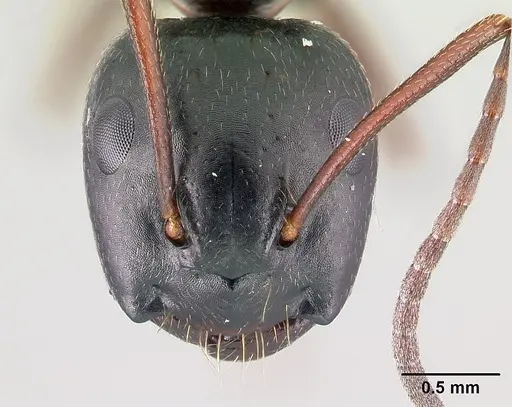 Camponotus novaeboracensis specimen CASENT0179612 image casent0179612_2