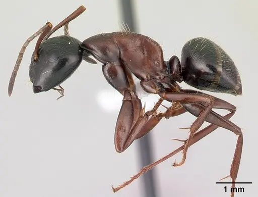 Camponotus novaeboracensis specimen CASENT0179612 image casent0179612_3