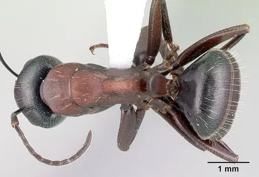 Camponotus novaeboracensis specimen CASENT0179847 image casent0179847_1