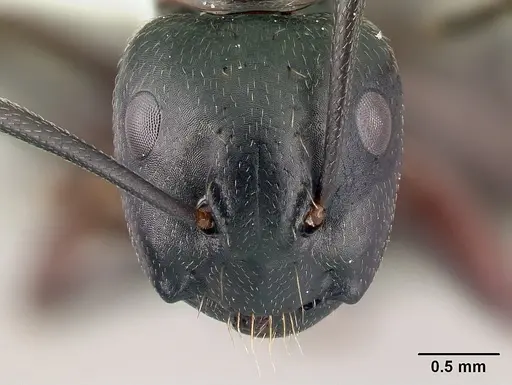 Camponotus novaeboracensis specimen CASENT0179847 image casent0179847_2