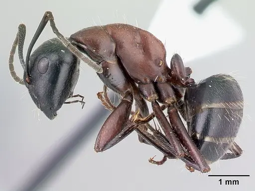 Camponotus novaeboracensis specimen CASENT0179847 image casent0179847_3