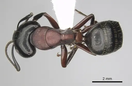 Camponotus novaeboracensis specimen CASENT0280012 image casent0280012_1
