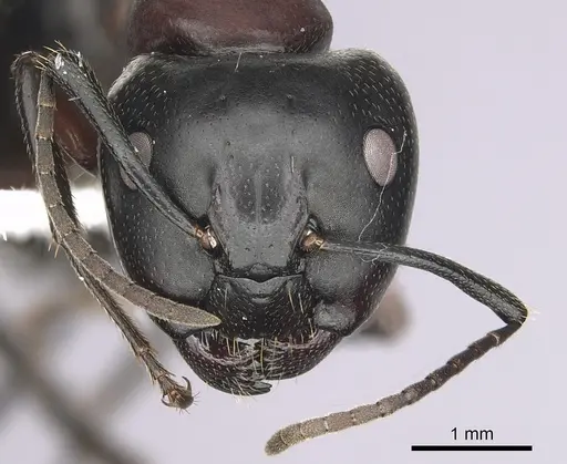 Camponotus novaeboracensis specimen CASENT0280012 image casent0280012_2