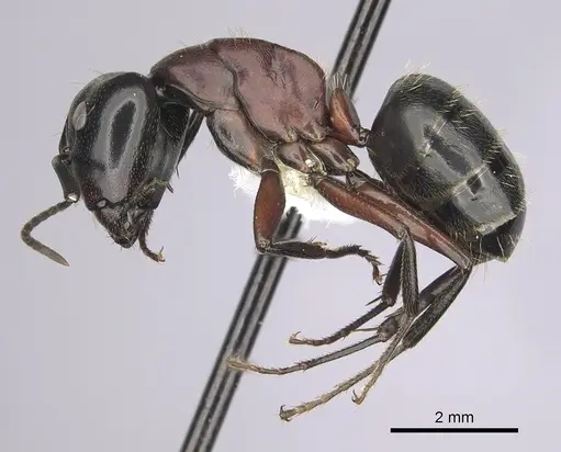 Camponotus novaeboracensis specimen CASENT0280012 image casent0280012_3