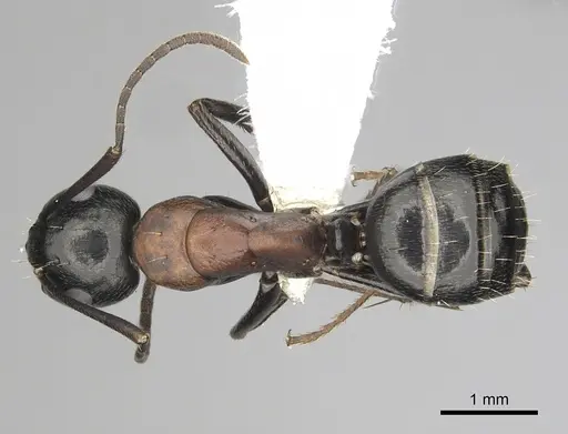 Camponotus novaeboracensis specimen CASENT0280013 image casent0280013_1