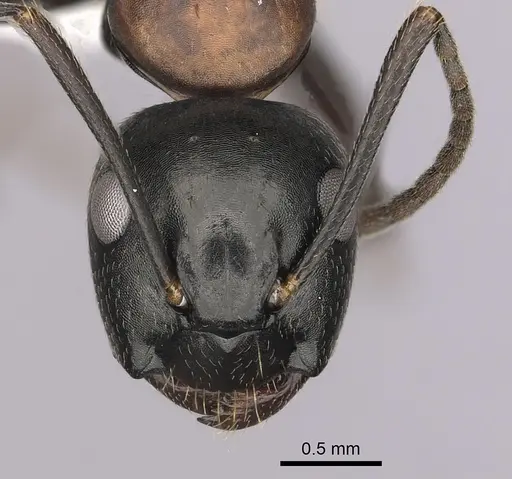Camponotus novaeboracensis specimen CASENT0280013 image casent0280013_2