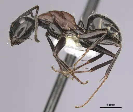 Camponotus novaeboracensis specimen CASENT0280013 image casent0280013_3