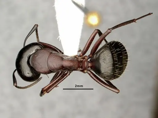 Camponotus novaeboracensis specimen CASENT0884313 image casent0884313_1