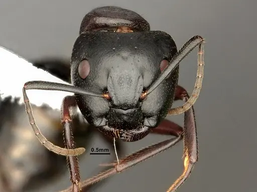 Camponotus novaeboracensis specimen CASENT0884313 image casent0884313_2