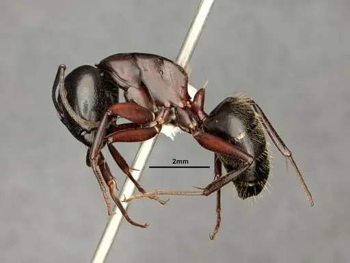 Camponotus novaeboracensis specimen CASENT0884313 image casent0884313_3