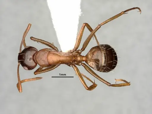 Camponotus novaeboracensis specimen CASENT0884316 image casent0884316_1