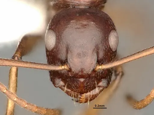 Camponotus novaeboracensis specimen CASENT0884316 image casent0884316_2
