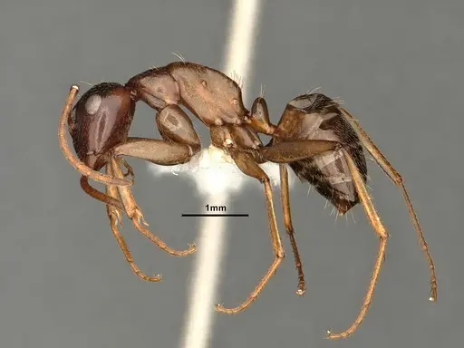 Camponotus novaeboracensis specimen CASENT0884316 image casent0884316_3