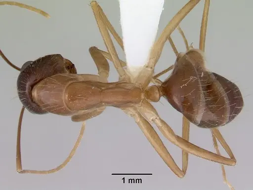 Camponotus novaehollandiae specimen CASENT0172155 image casent0172155_1