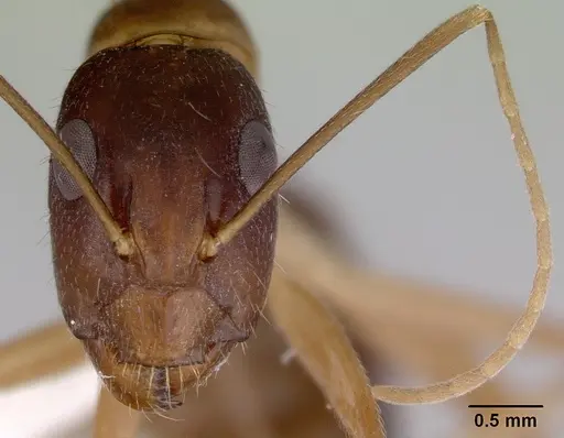 Camponotus novaehollandiae specimen CASENT0172155 image casent0172155_2
