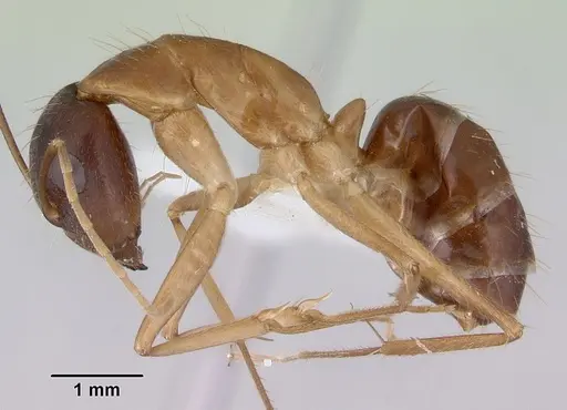 Camponotus novaehollandiae specimen CASENT0172155 image casent0172155_3