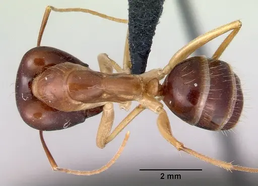 Camponotus novaehollandiae specimen CASENT0172156 image casent0172156_1