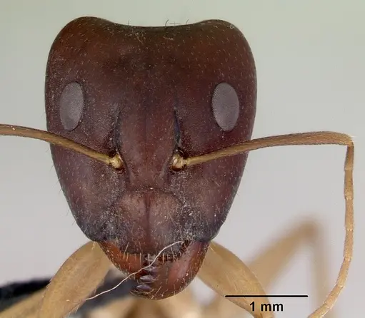 Camponotus novaehollandiae specimen CASENT0172156 image casent0172156_2