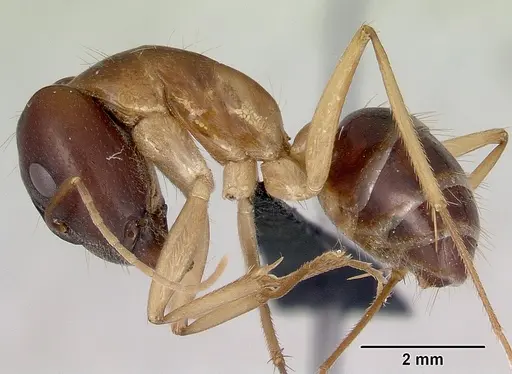Camponotus novaehollandiae specimen CASENT0172156 image casent0172156_3