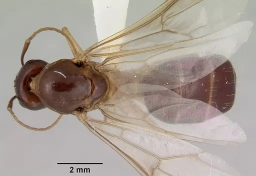 Camponotus novaehollandiae specimen CASENT0172157 image casent0172157_1