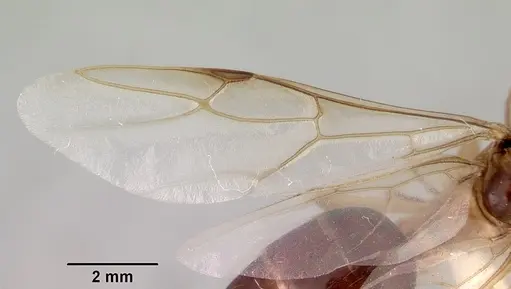 Camponotus novaehollandiae specimen CASENT0172157 image casent0172157_2