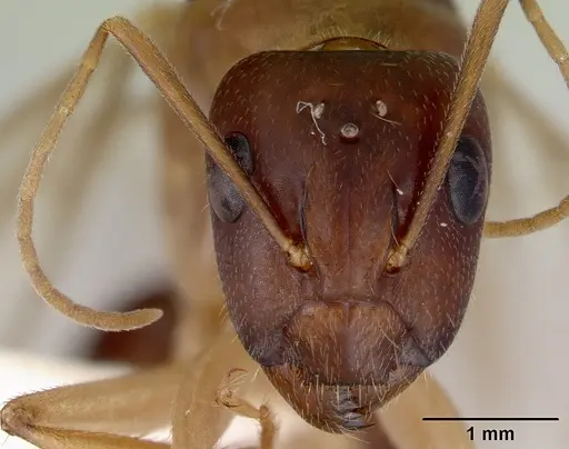 Camponotus novaehollandiae specimen CASENT0172157 image casent0172157_3