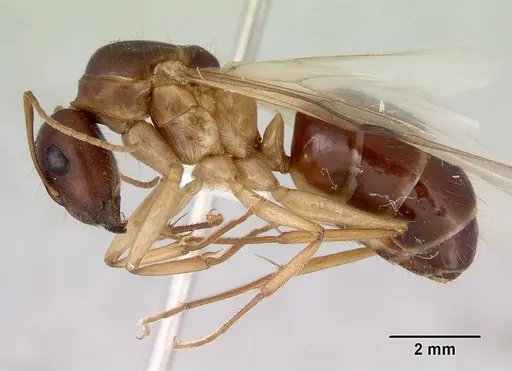 Camponotus novaehollandiae specimen CASENT0172157 image casent0172157_4