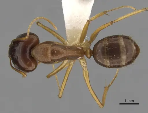 Camponotus novaehollandiae specimen CASENT0280225 image casent0280225_1