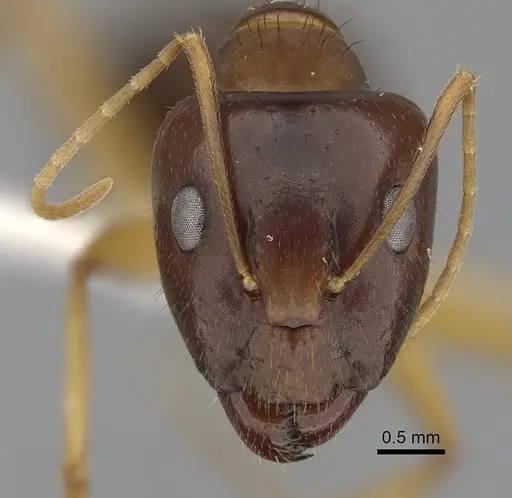 Camponotus novaehollandiae specimen CASENT0280225 image casent0280225_2