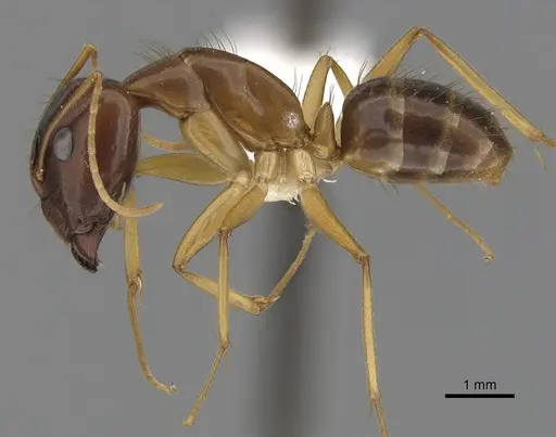 Camponotus novaehollandiae specimen CASENT0280225 image casent0280225_3