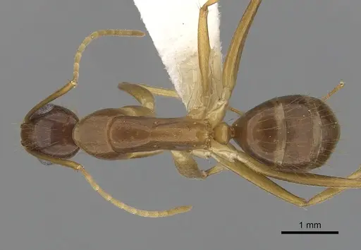 Camponotus novaehollandiae specimen CASENT0280226 image casent0280226_1