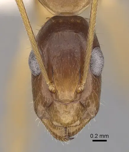 Camponotus novaehollandiae specimen CASENT0280226 image casent0280226_2