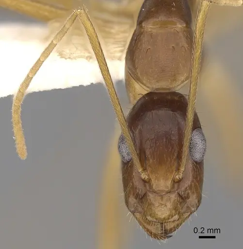 Camponotus novaehollandiae specimen CASENT0280226 image casent0280226_3