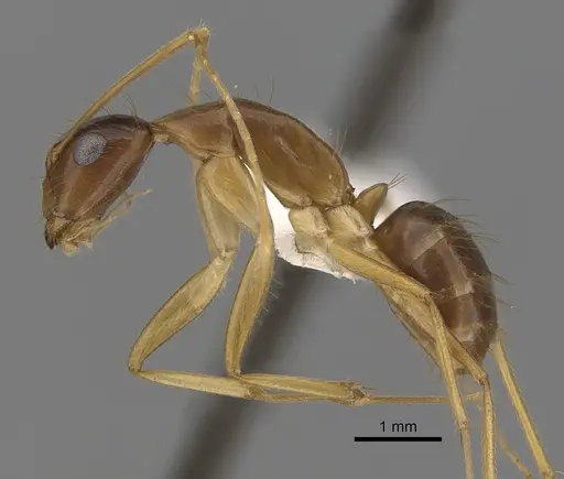 Camponotus novaehollandiae specimen CASENT0280226 image casent0280226_4