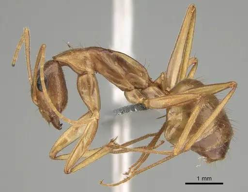 Camponotus novaehollandiae specimen CASENT0887735 image casent0887735_1