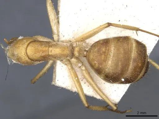 Camponotus novaehollandiae specimen CASENT0903535 image casent0903535_1