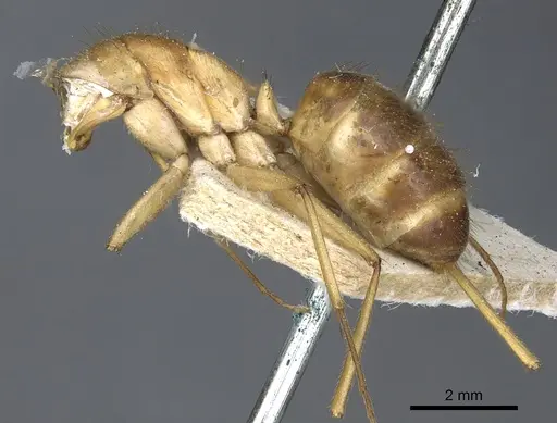 Camponotus novaehollandiae specimen CASENT0903535 image casent0903535_2