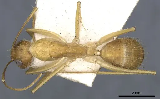 Camponotus novaehollandiae specimen CASENT0903536 image casent0903536_1