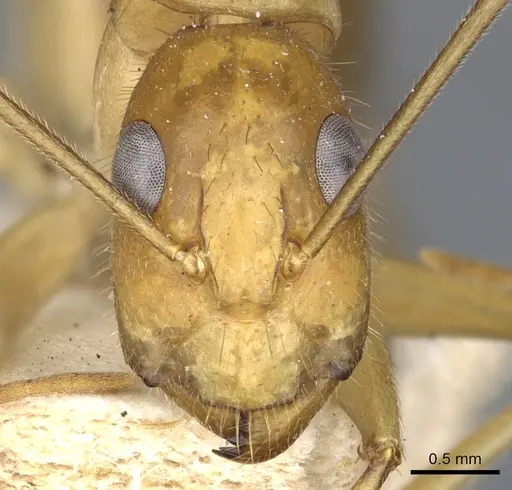 Camponotus novaehollandiae specimen CASENT0903536 image casent0903536_2