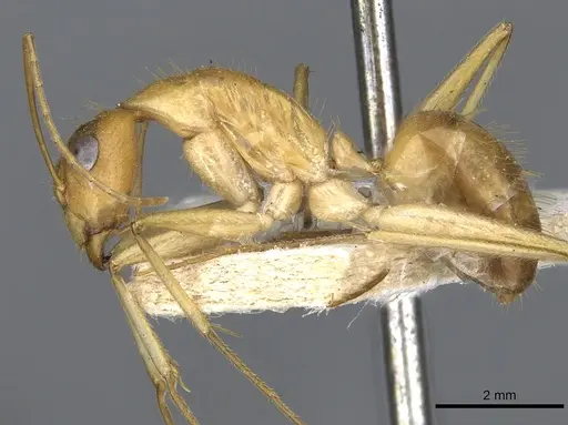 Camponotus novaehollandiae specimen CASENT0903536 image casent0903536_3
